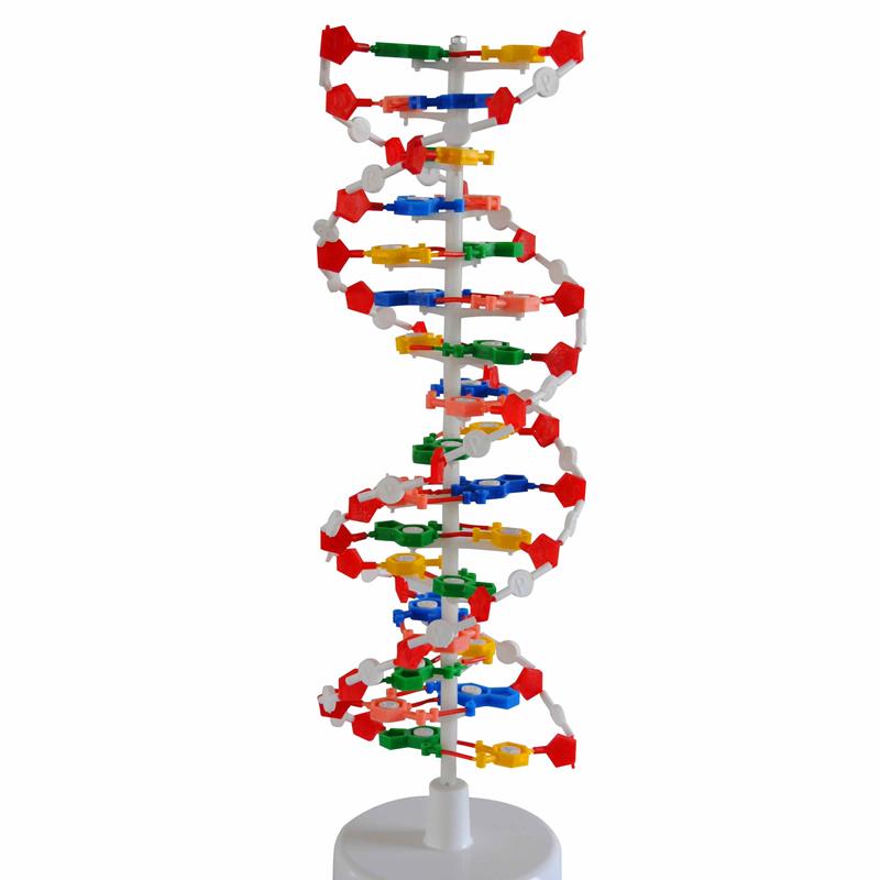 向阳花正品DNA结构v模型高中生物实验教学厂家直销
