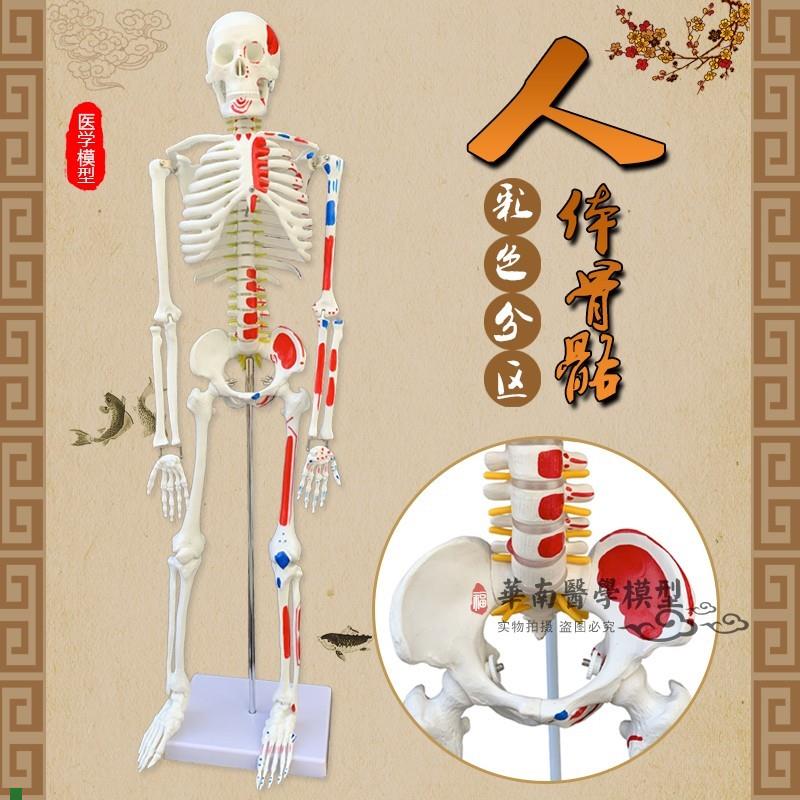 85CM人体骨骼带神经带椎间盘模型骨架J附肌肉起止点着色模型神经