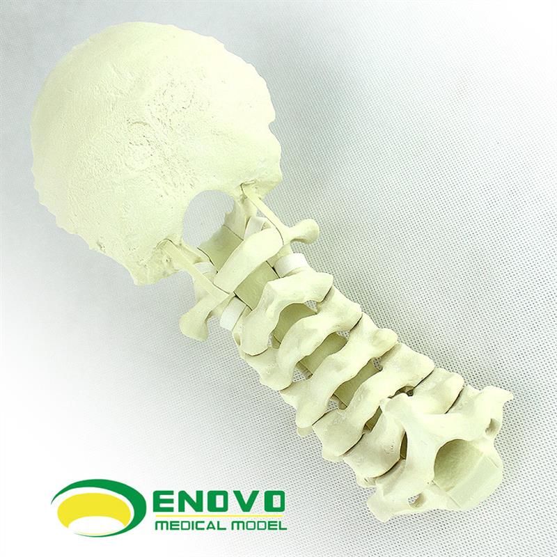 ENOVO正品人体颈椎后路系统手术PCF操作仿真骨SawUbone骨科模型