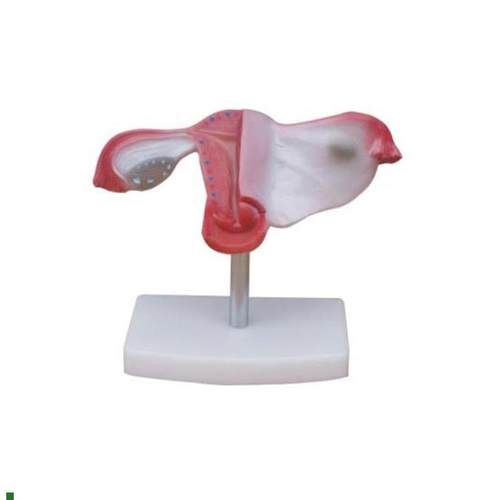 自然大子宫模型女性子宫解剖模D型自然大小子宫解剖教学模型