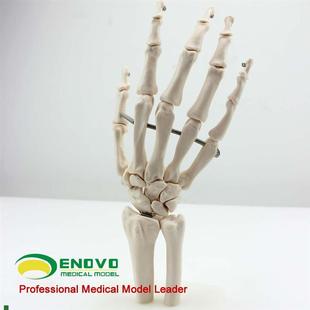 颐诺正品医用人体手关节模型手骨B尺骨桡骨模型人体骨骼手足外科