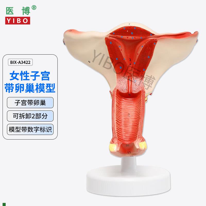 医博BIX-A3422正常子宫模型女性子宫模型医用教具女性内外O生殖器