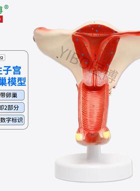 医博BIX-A3422正常子宫模型女性子宫模型医用教具女性内外O生殖器