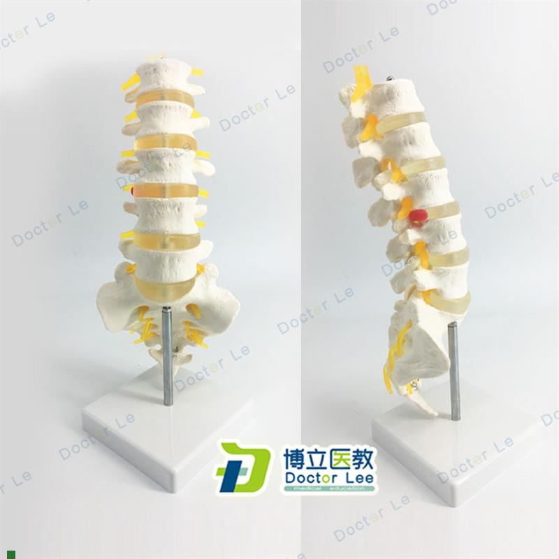 自然大腰椎带尾i椎骨模型脊神经模型5节腰椎骶骨模型医用教学模型