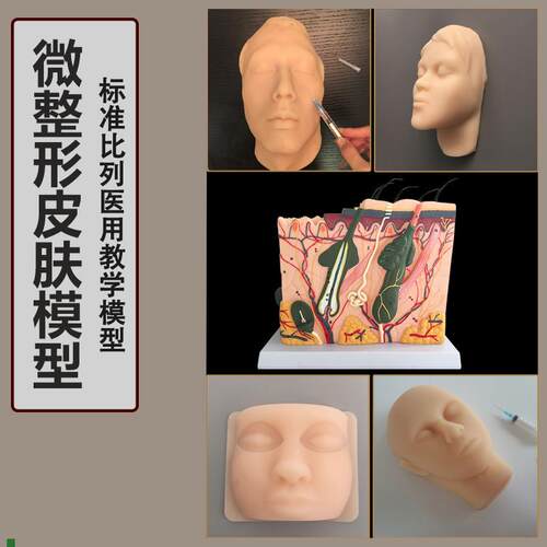 人体皮肤组织结构放大o解剖模型人头美容整形立体皮肤模型皮肤放
