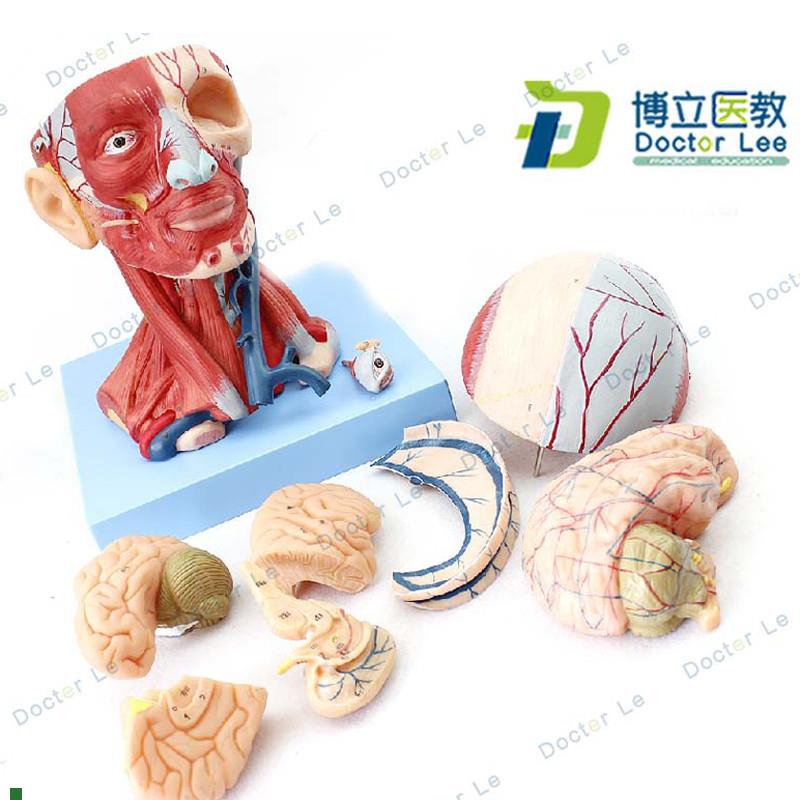 医学人体头颈部肌肉血管附脑G头颅脑模型神经科教学