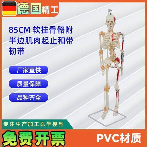 85CM软挂骨骼附半边肌肉起止和带韧带模型人体T骷髅骨架医学模型