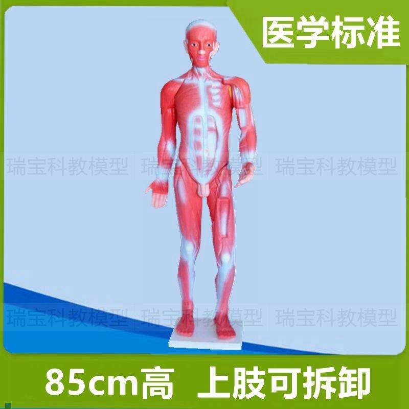 人体肌肉模特躯干模型标s识全身肌肉解剖医用教具运动健美素描画