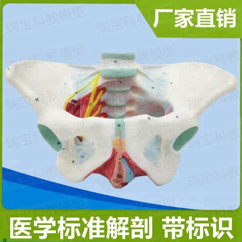盆底肌模型女会阴肛周筋膜产后修复D家政月嫂技校培训妇产康护理,玩具/童车/益智/积木/模型,其他模型玩具,淘宝优惠券,粉丝福利购,淘宝优惠卷