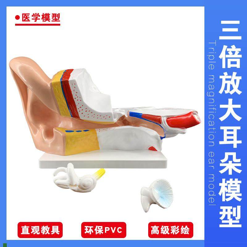 大耳模型耳朵解剖结构内耳迷路模G型耳鼻喉科医学耳解剖模具,玩具/童车/益智/积木/模型,其他模型玩具,淘宝优惠券,粉丝福利购,淘宝优惠卷