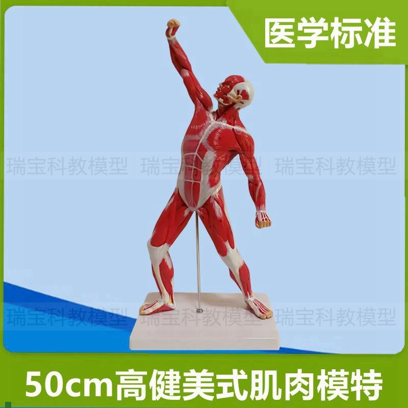 人体肌肉模型运动式健美造型肌肉状态全身N医用解剖美术艺术模特