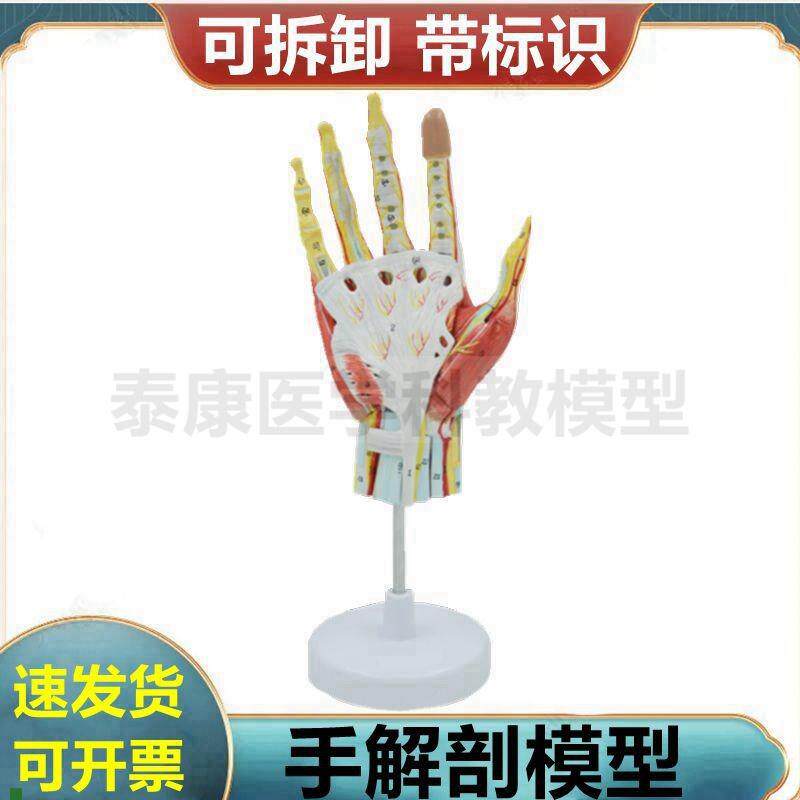 手解剖模型手指关节肌腱韧带手掌C肌肉层次腕关节筋膜疼痛骨伤医