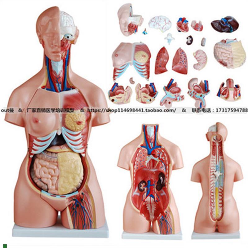 三性互换人体躯干模型85tcm(21件)内脏构造解剖模型妇幼生专用