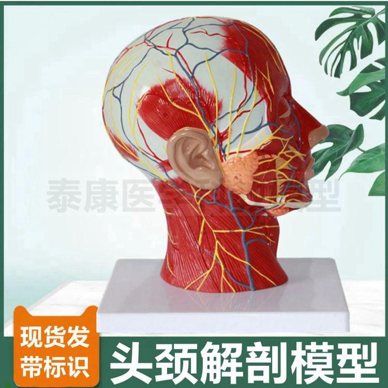 面部微整b形模型浅层肌肉血管神经头颅结构鼻咽喉口腔咽扁桃体喉