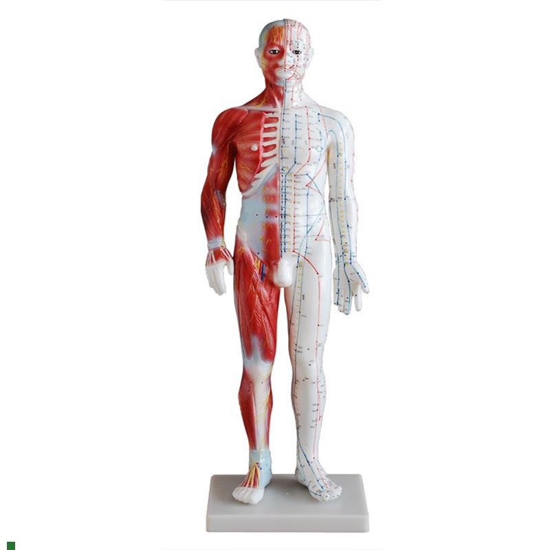 60CM男性针灸模型(带肌肉解剖)人体全身穴位模型(半Y身带肌肉)