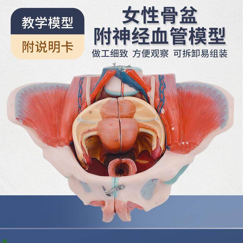 女性骨盆模型盆底肌带生殖器血管神经肌肉子O宫人体解剖教学医学,玩具/童车/益智/积木/模型,其他模型玩具,淘宝优惠券,粉丝福利购,淘宝优惠卷