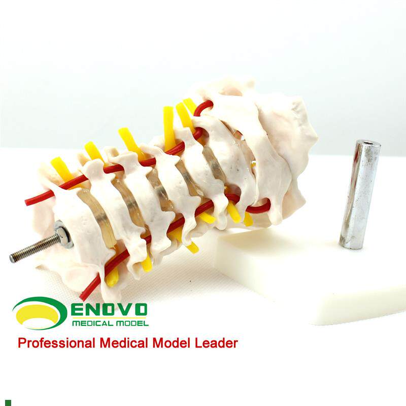 ENOVO颐诺人体颈椎颈动脉模型D颈椎模型寰枢关节人体骨骼标本模