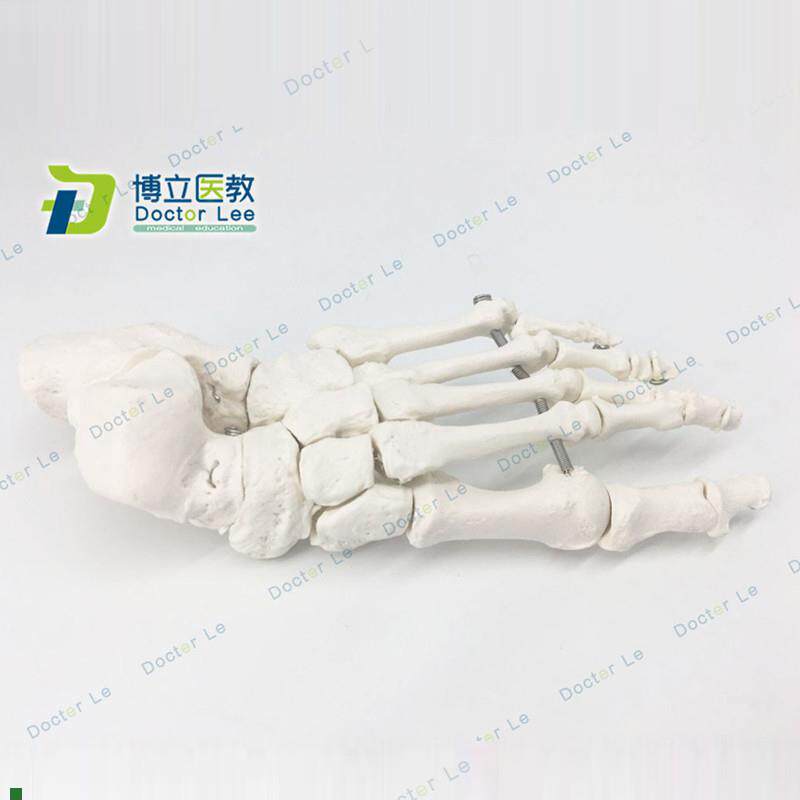 脚骨模型人体脚关节模型足部脚部B骨骼构造踝关节结构腓骨趾骨教