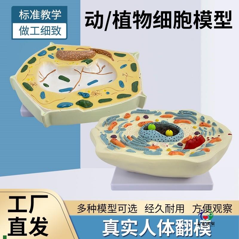 动物植物细胞模型显微结t构解剖模型细胞膜细胞质细胞核线粒体