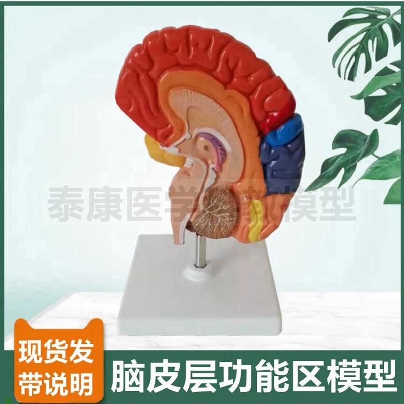 大脑半球功能区模型早教益智科z普教育启智儿童全脑功能拆卸脑结