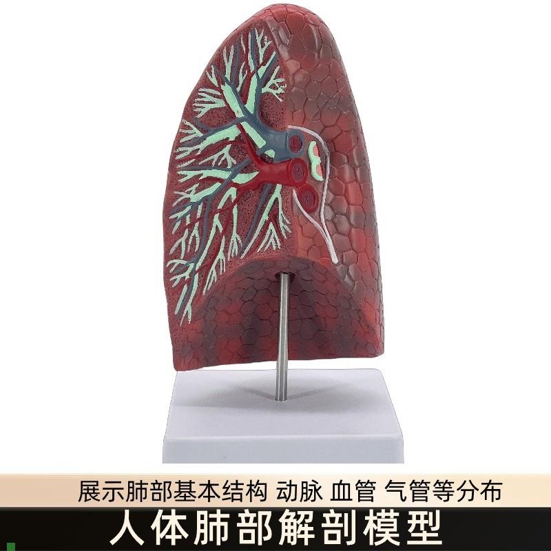 肺解剖模型人体内脏健康肺模型教学用I人体器官正常肺解剖模型