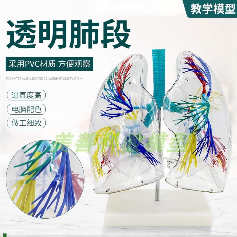 透明肺段模型肺模型胸外科支气管树人K体肺部解剖模型肺段模型