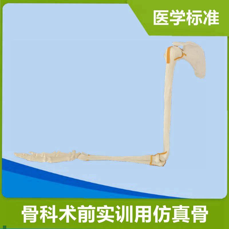 上肢骨骼模型医用仿真骨科手术练C习实操假骨头关节韧带术前考试