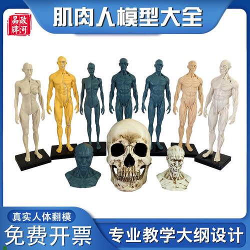 政河肌肉人模型艺术生用雕塑刻z绘画素描临摹健身房摆件人体教学
