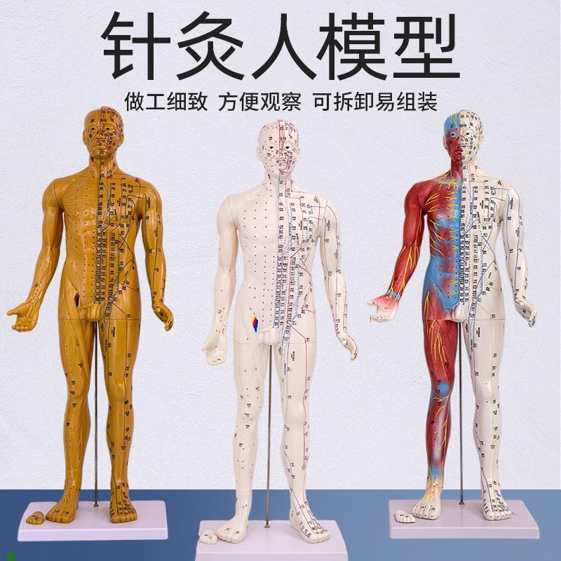 高清80cm178cm针灸穴位经络人体模型模特O中医用家用教学针灸模型