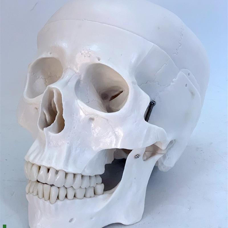 成人一比一医学仿真人体头骨模型头颅骨解K剖数字编码标识骷髅标