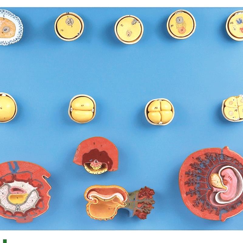 受精与初期胚m胎发育过程模型A42003