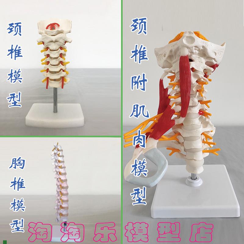 促销颈椎带颈动脉胸椎骨模型肌肉医用教具新Q款厂家直销人体骨骼
