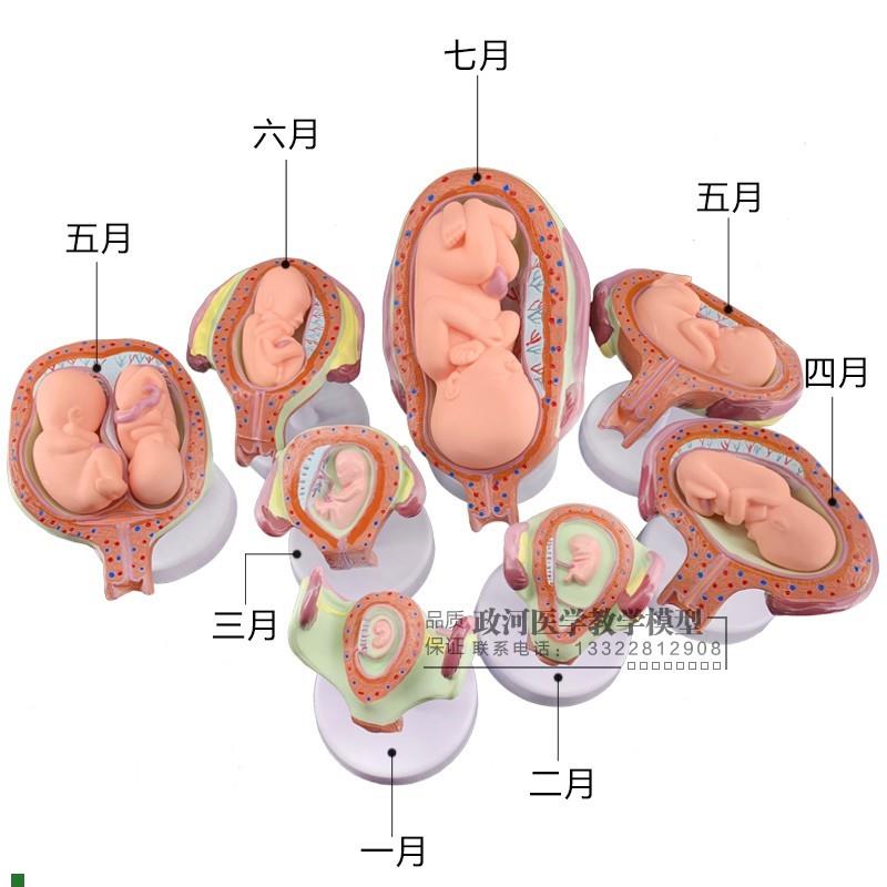 妊娠胚胎发育模型计划生育模型婴儿I胎儿发育过程模型生殖模型