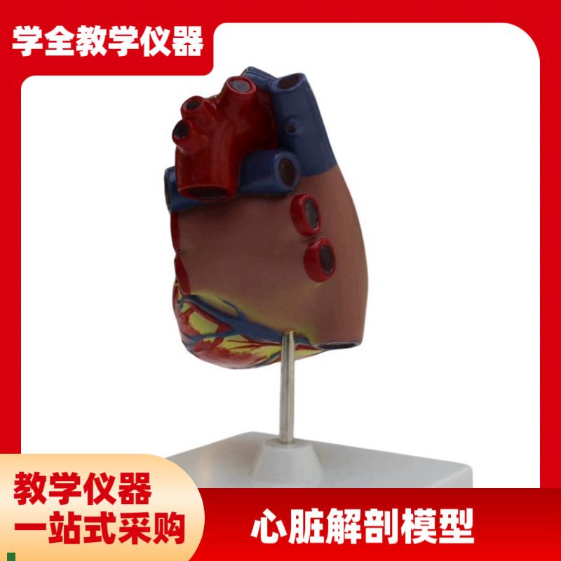 心脏解剖模型(3倍大)可拆卸教学模型I仿真三倍大心脏模型生物教具