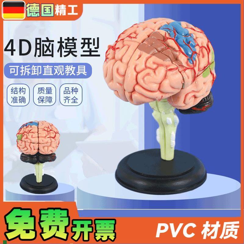 德国】医学4D拼装大p脑模型脑部结构解剖可拆卸模型教学益智玩具