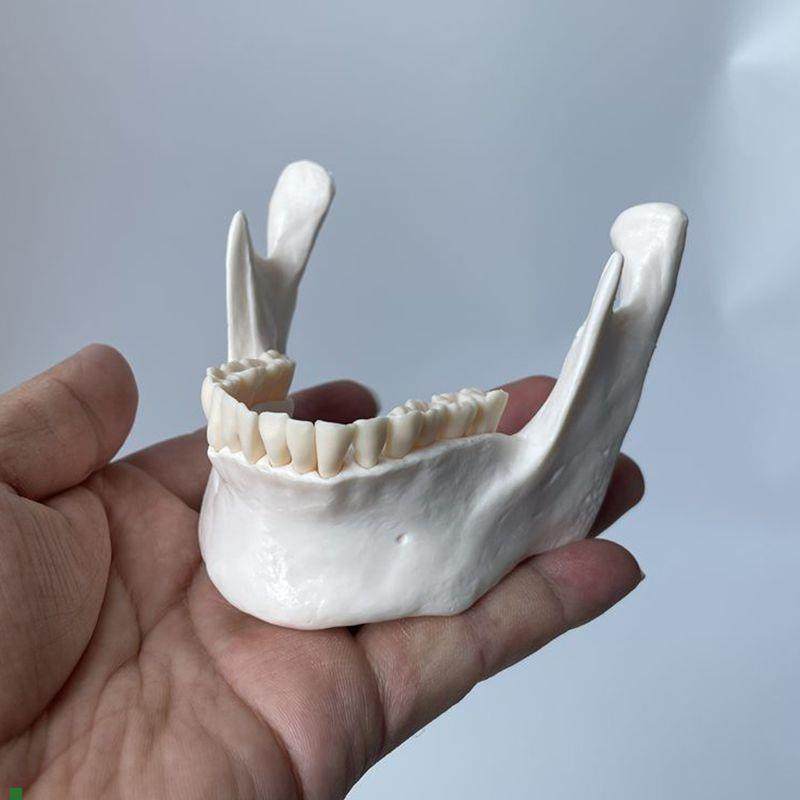 下颌骨模型PVC材质仿真1:1下巴牙科医生考试医用教学展Z示标本口,玩具/童车/益智/积木/模型,其他模型玩具,淘宝优惠券,粉丝福利购,淘宝优惠卷