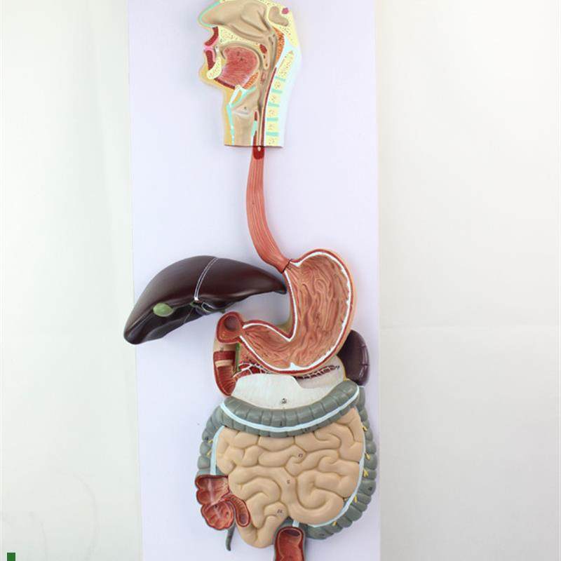 胃肠模型人体消h化系统模型结构食道胃肠道肝胆囊盲肠教学模型医