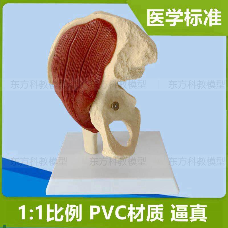 人体髋关节模型1:1比例髋骨带肌肉股骨头仿真可拆卸旋.转活动医用