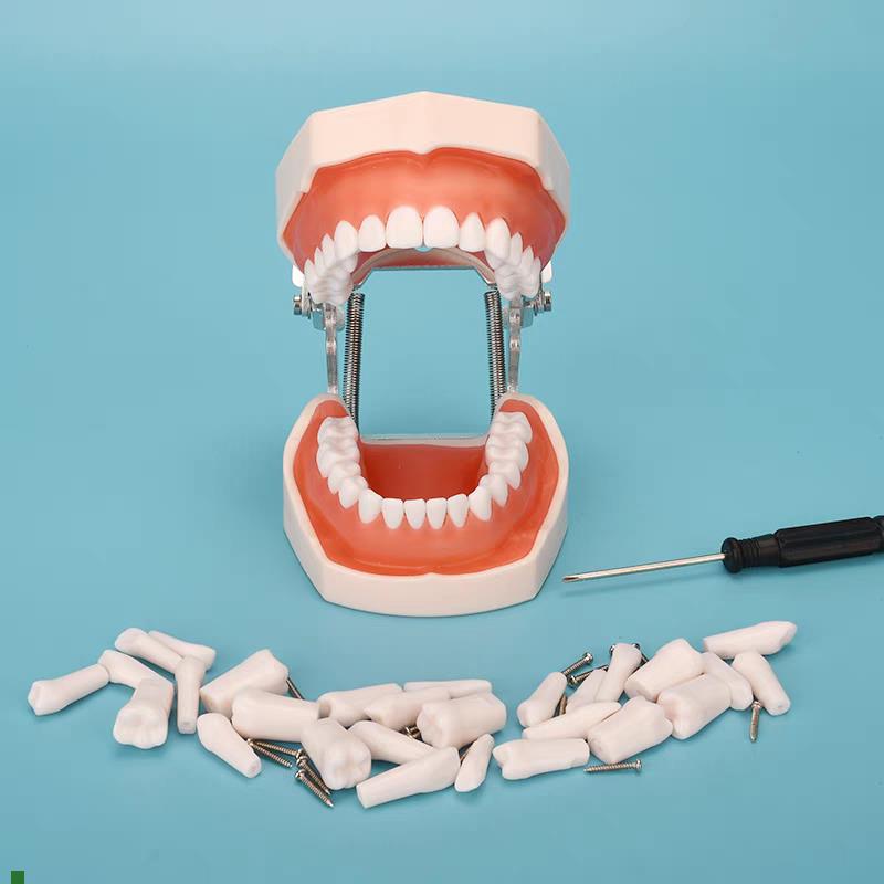 牙科材料树脂牙口腔模型种植x离体粒备牙模型根管排龈开髓模型包