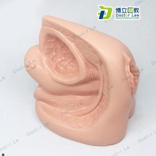 女性内外生殖器及导尿r模型护理临床医学教学模型医患沟通