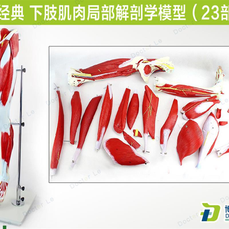 医学人体下肢腿部肌肉局部解剖模型运动腿骨P骼康复运动健身教学