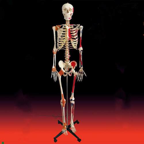 人体骨架模型成人比例176cm高头D颅脊柱胸腔四肢手脚仿真美术医用