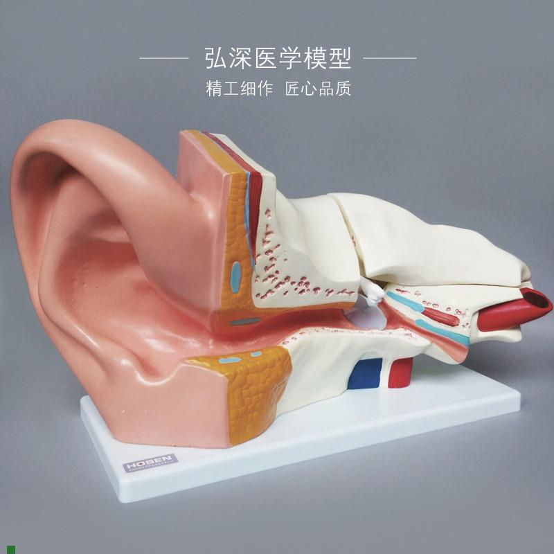 耳朵放大模型人体器官解t剖结构耳道采耳外中内听觉耳鼻喉科教学