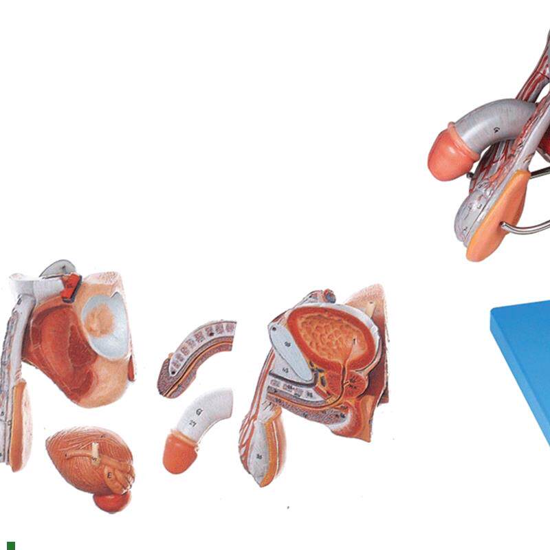 男性生殖器官结构模型/解剖模型VA15102