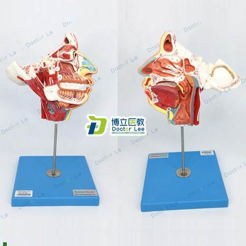 局部解剖模型头面部血管神经模型脑模型解剖模V型颈部肌肉解剖