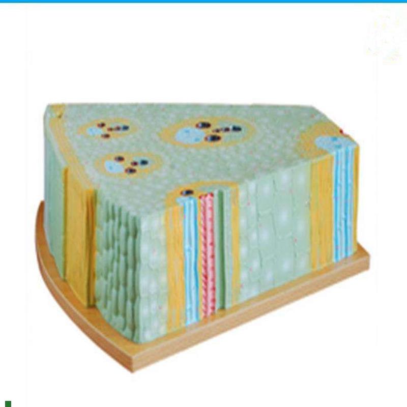 植物模型玉米茎单子n叶植物茎构造纵横切面细胞组织生物教学模型