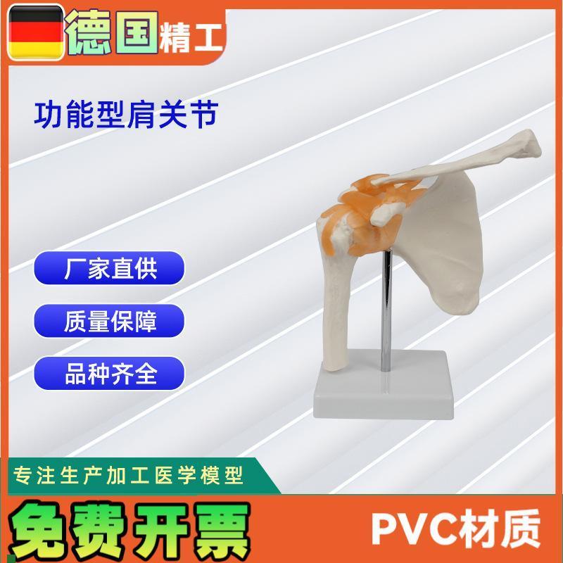 功能型肩关节模型人体S关节教学模型