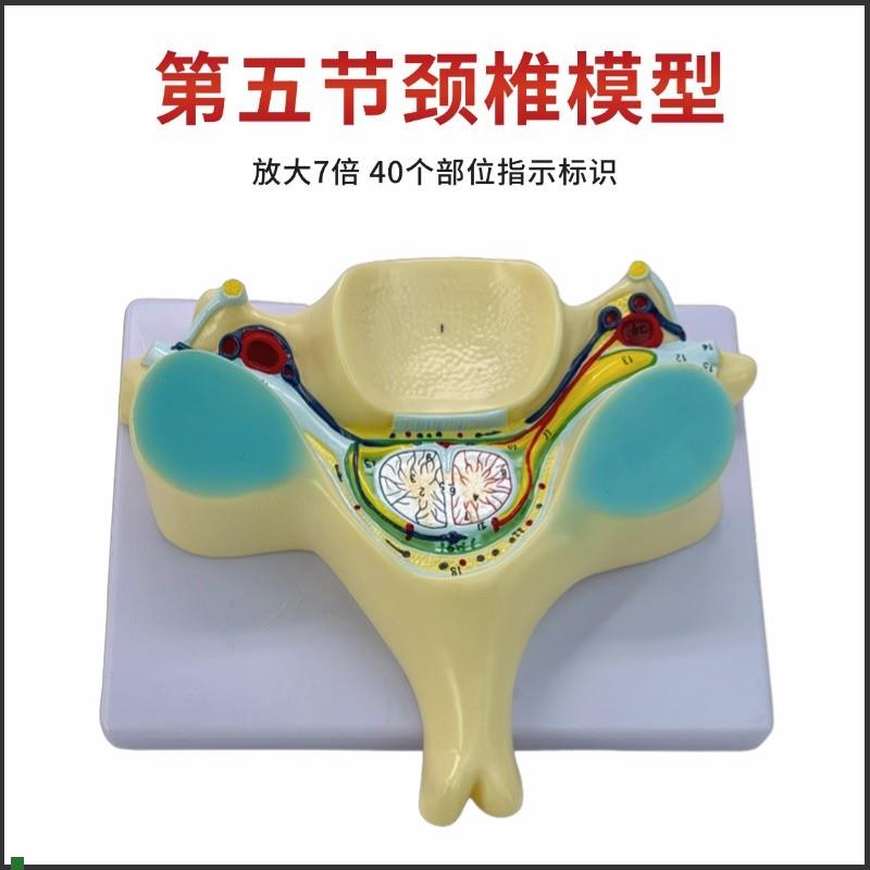 第五节颈椎脊髓和脊神经放大模型颈椎脊L髓横切脊髓结构放大模型