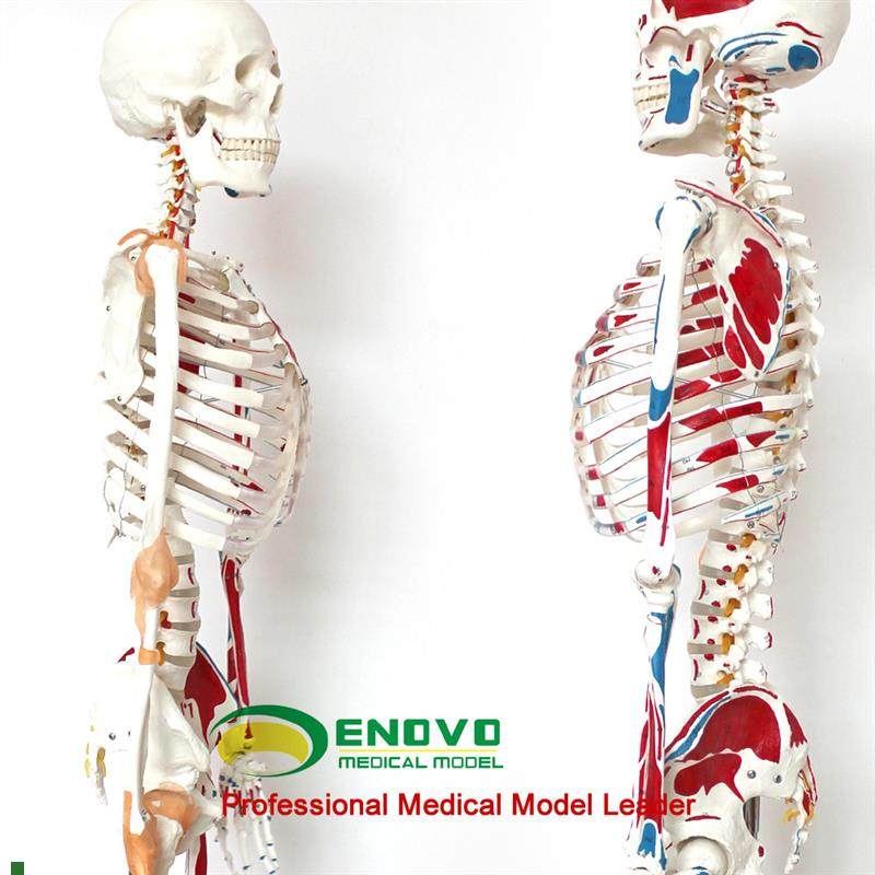 ENOVO正品医用人体170CM骨骼模型数字M标识款美术艺用骨骼模型