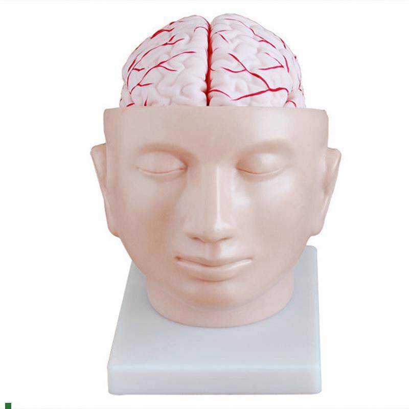 正品直销-头部附脑和u动脉模型大脑模型医学解剖模型包邮